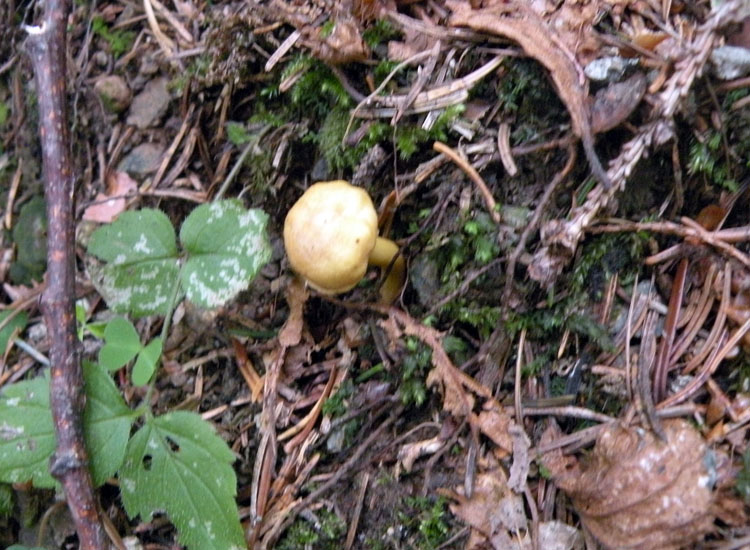 Potrebbe essere Hygrophorus aureus?